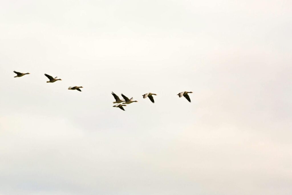 Ducks flying in formation across a cloudy sky.