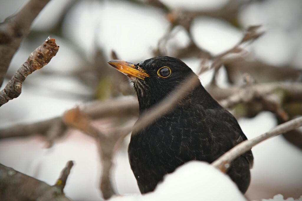 A blackbird perched on snow-covered tree branches in a winter setting.