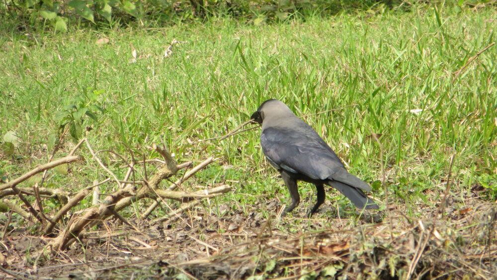 Crow collecting twigs