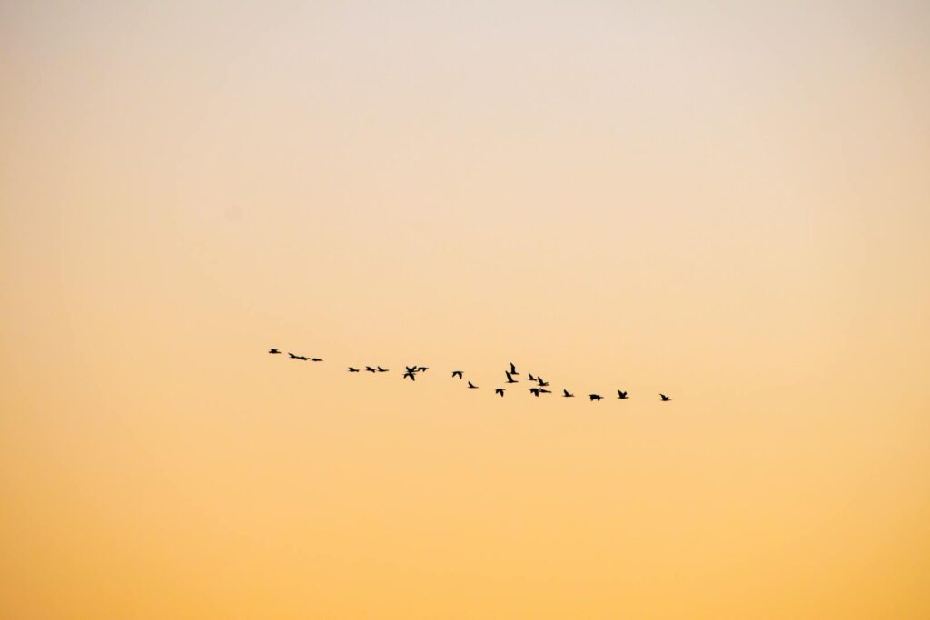 A serene flock of birds flying against a golden sunset sky in Dubai, United Arab Emirates.