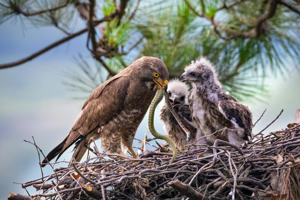 Eagle feeds its chicks a snake in a lush nest, showcasing wildlife behaviors.