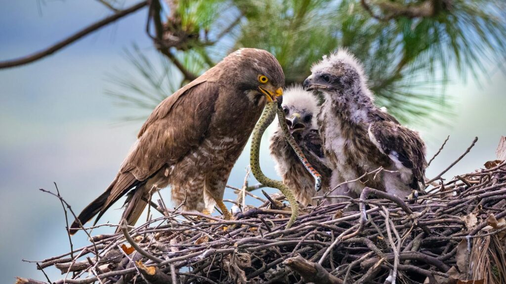 Eagle feeds its chicks a snake in a lush nest, showcasing wildlife behaviors.