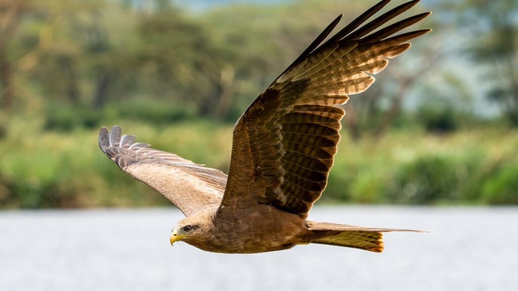 A Yellow-billed kite soars over a body of water, its wings spread.