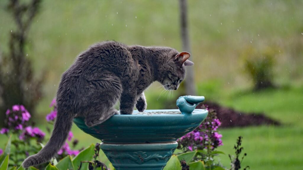 Gray cat playing in the rain atop a birdbath surrounded by summer blooms.