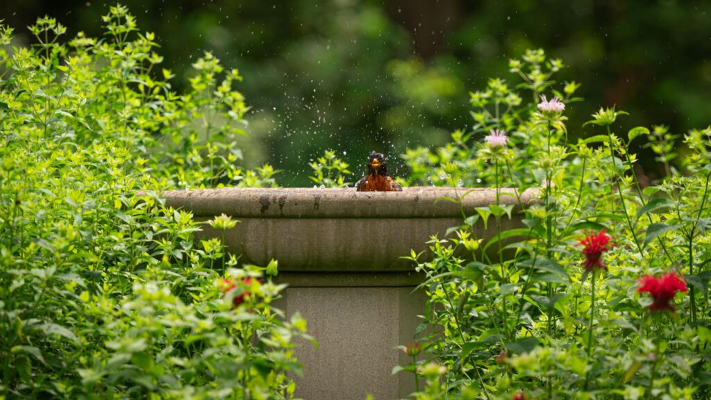 Bird splashing playfully in a stone fountain surrounded by garden plants
