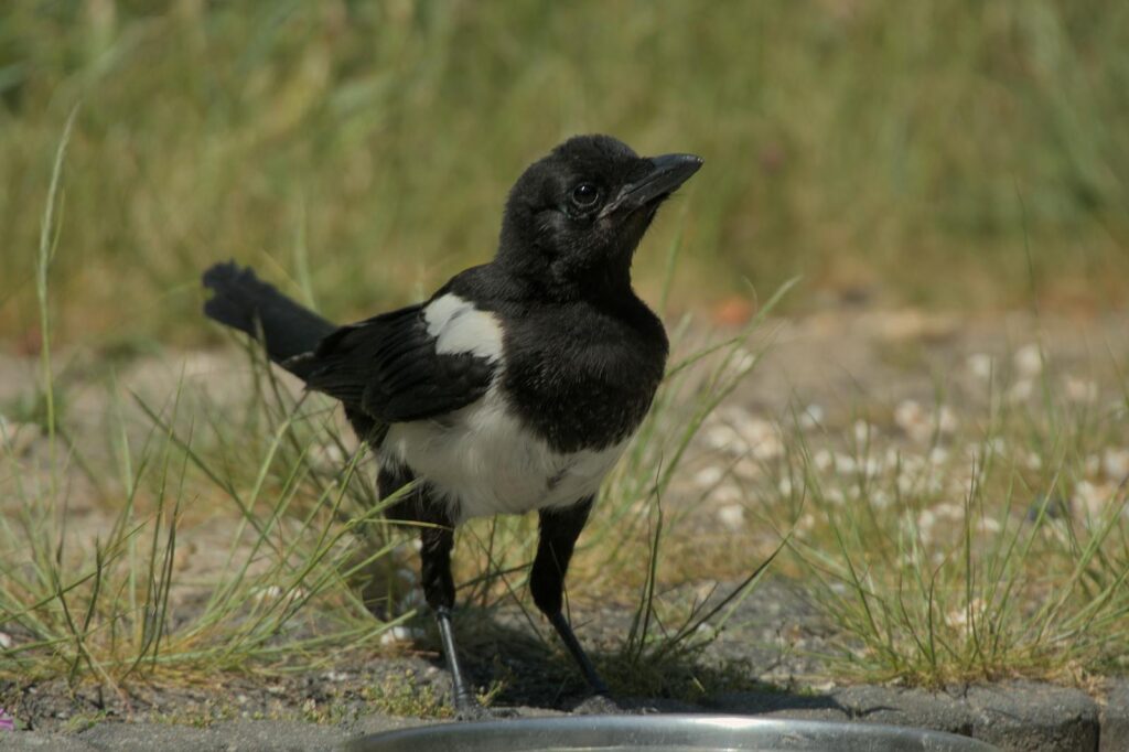 Captivating close-up of a magpie standing on the ground.
