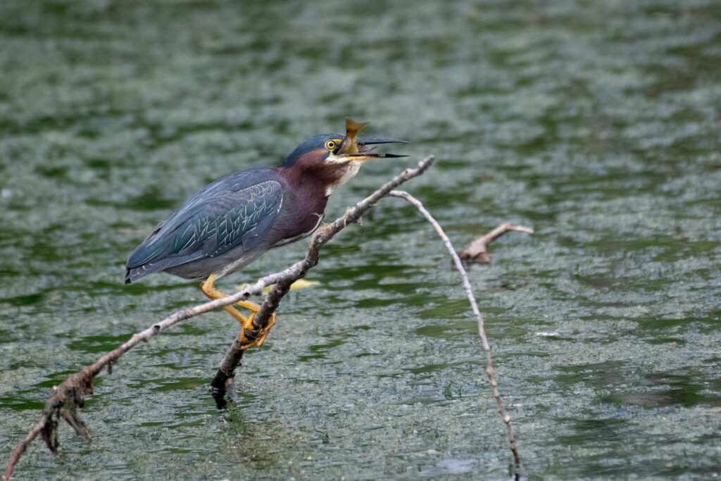 A Green heron catches a fish while perched on a branch in the water.