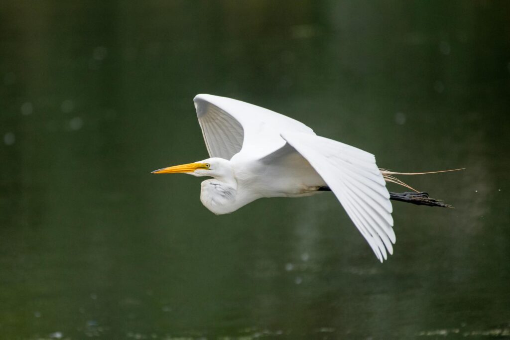 A great egret gracefully flies over a serene body of water.