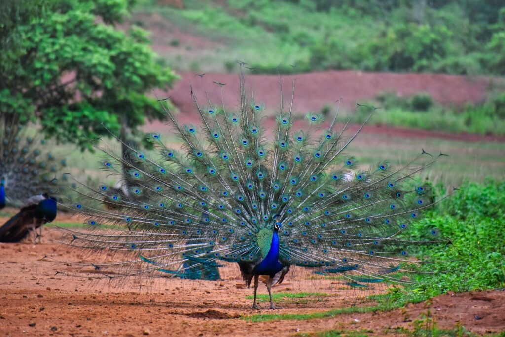 A colorful peacock with full plumage displayed in its natural environment.