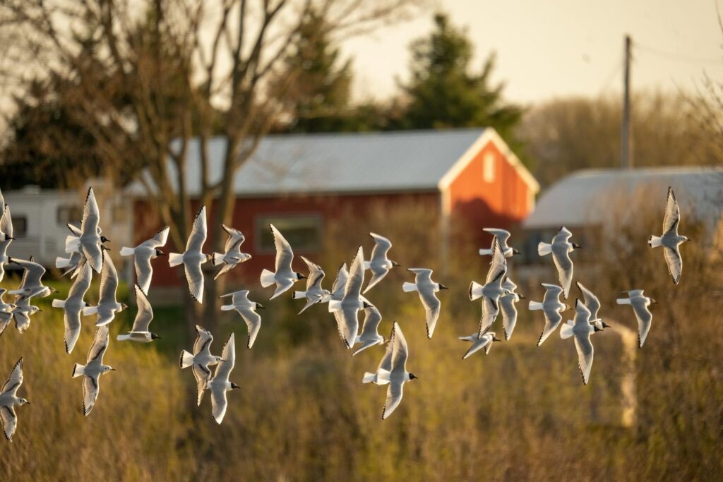 A flock of birds in flight over a rural countryside landscape during sunset.