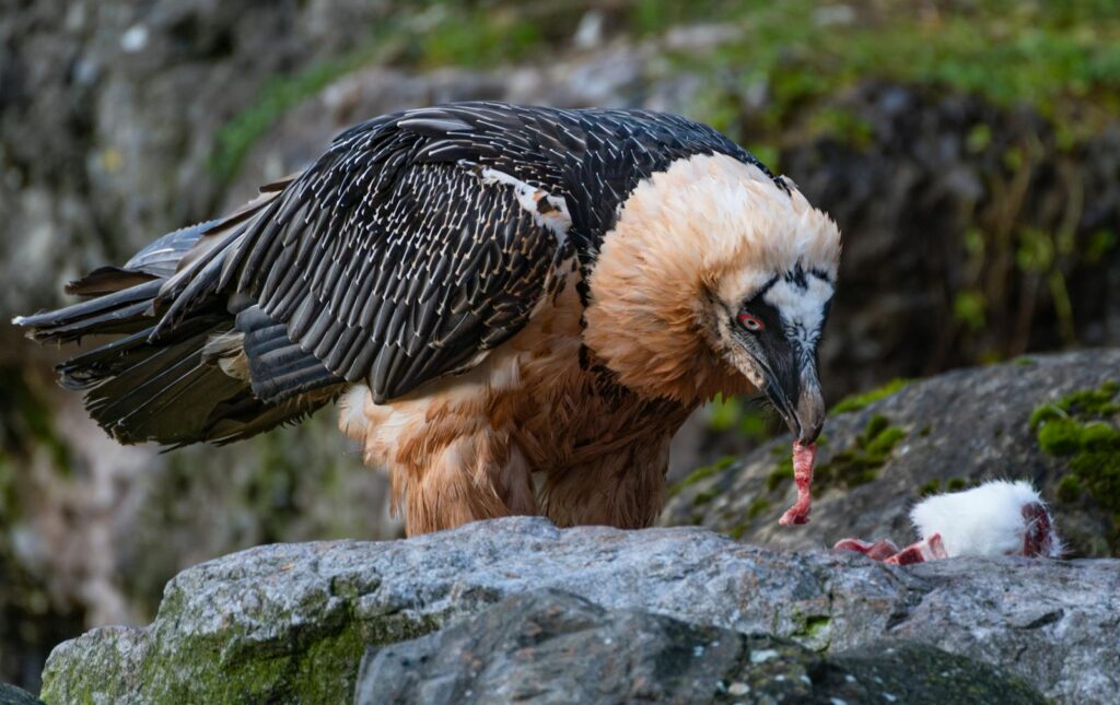 Close-up of a Bearded Vulture feeding on meat atop a rocky surface.