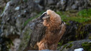 Bearded Vulture resting on rocky surface with orange-stained feathers
