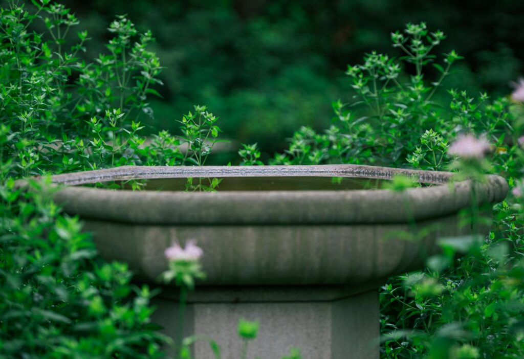 A stone bird bath surrounded by green plants.