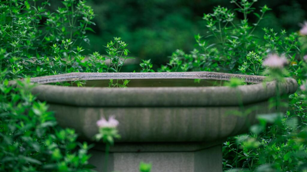 A stone bird bath surrounded by green plants.