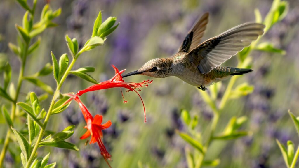 Hummingbird sipping nectar from vibrant California fuchsia flowers