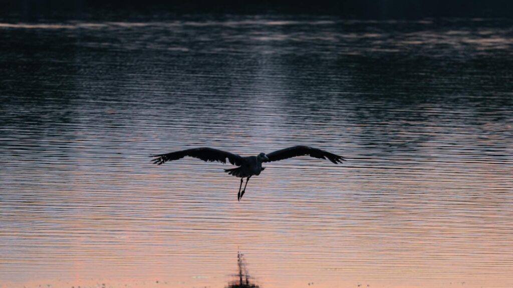 heron flying over calm lake under darkening sky