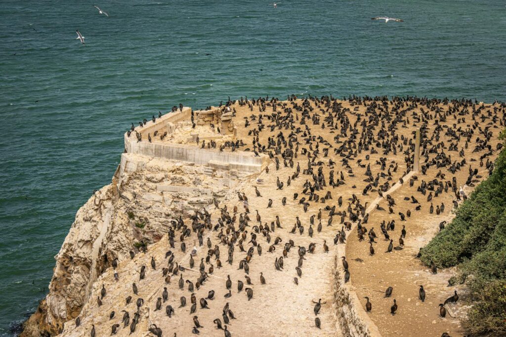 Aerial view of a large cormorant colony on a rocky seaside cliff with a vast ocean backdrop.