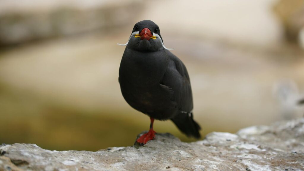 Front-facing Inca Tern on stone ledge staring at the camera