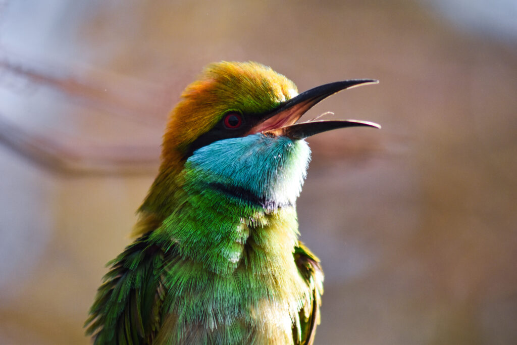 A Green bee-eater with a blue throat has its beak wide open.