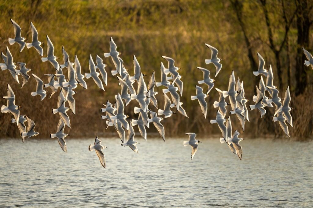 A flock of Black-headed Gulls in flight over water.