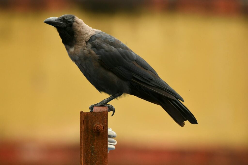 A House crow perched on a rusty metal post.