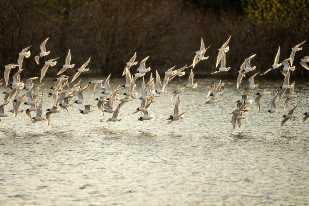 A flock of Little terns are flying over water.