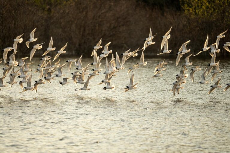 A flock of Little terns are flying over water.