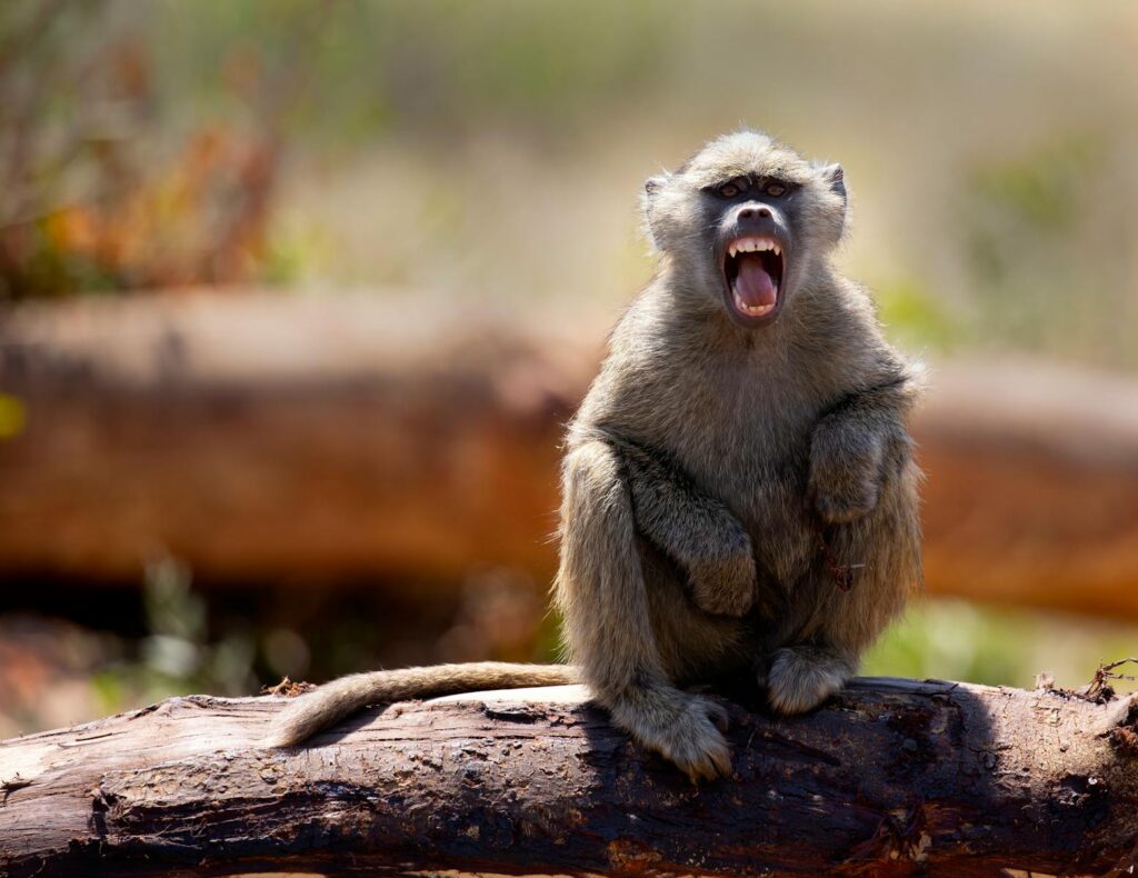 A yawning vervet monkey sitting on a tree trunk in a natural wildlife setting.