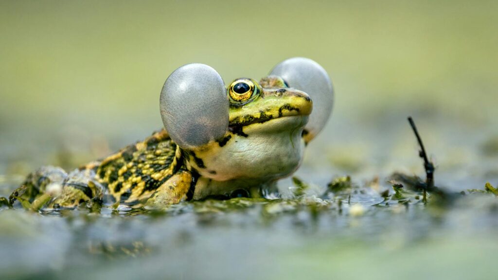 frog on moist ground, displaying inflated cheeks