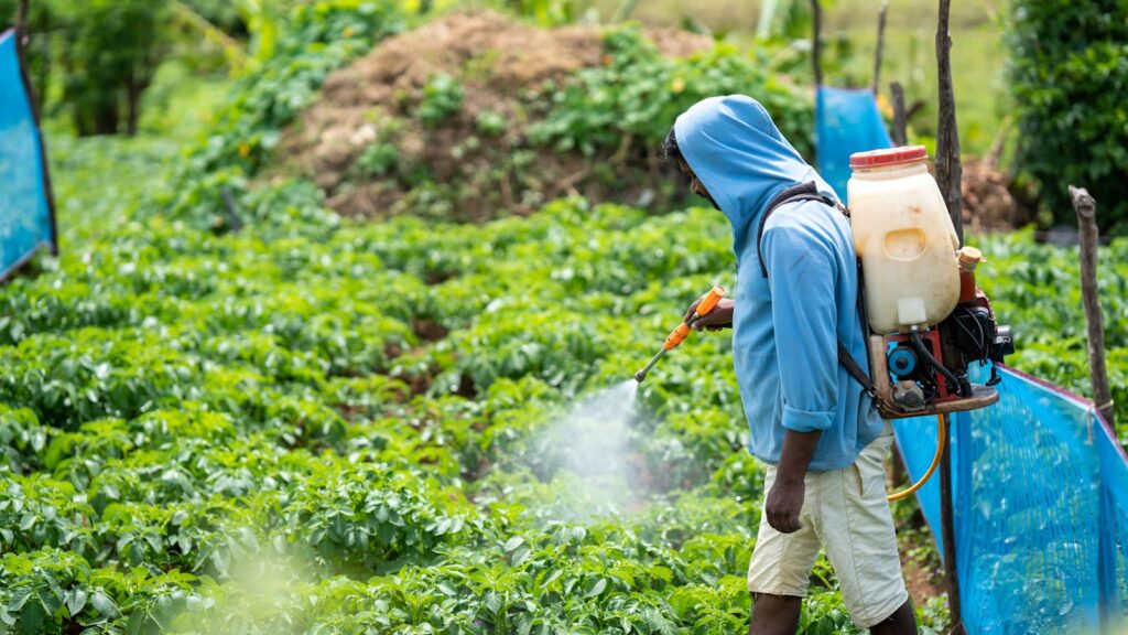 A farmer spraying crops in a lush vegetable field.