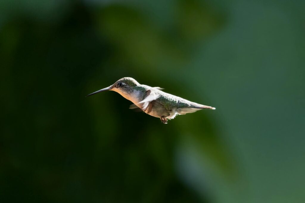 A Ruby-throated Hummingbird hovers in mid-air against a blurred green background.