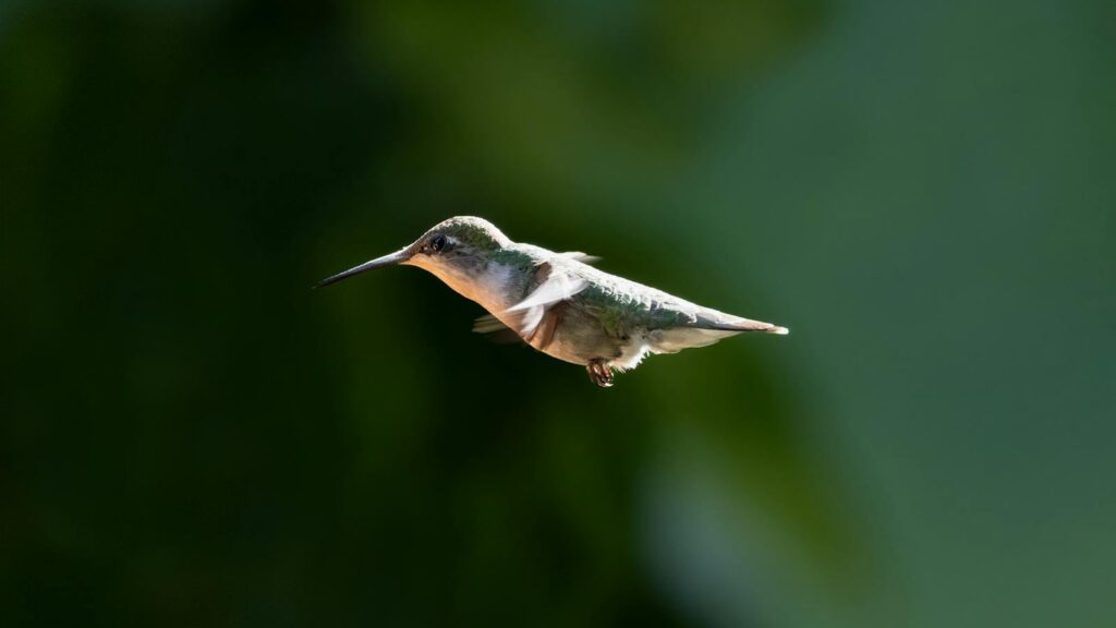 A Ruby-throated Hummingbird hovers in mid-air against a blurred green background.