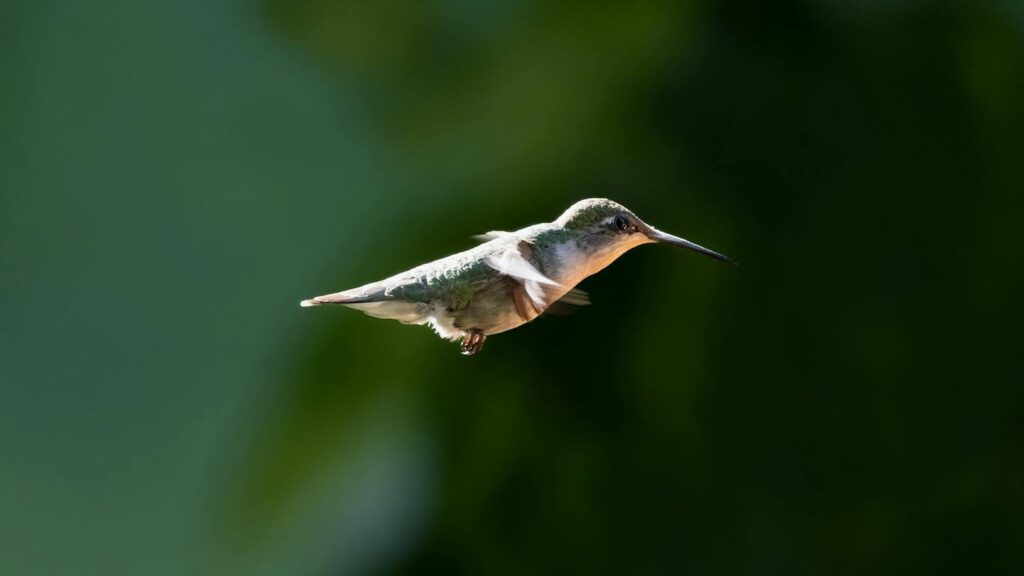A Ruby-throated Hummingbird hovers in mid-air against a blurred green background.