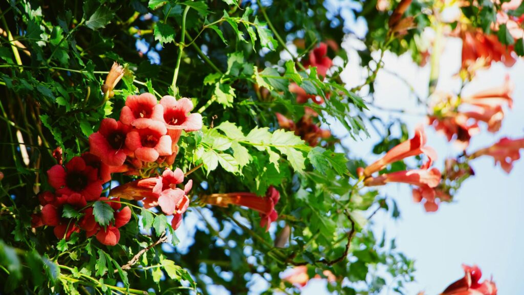 Trumpet vine flowers in full bloom under sunlight