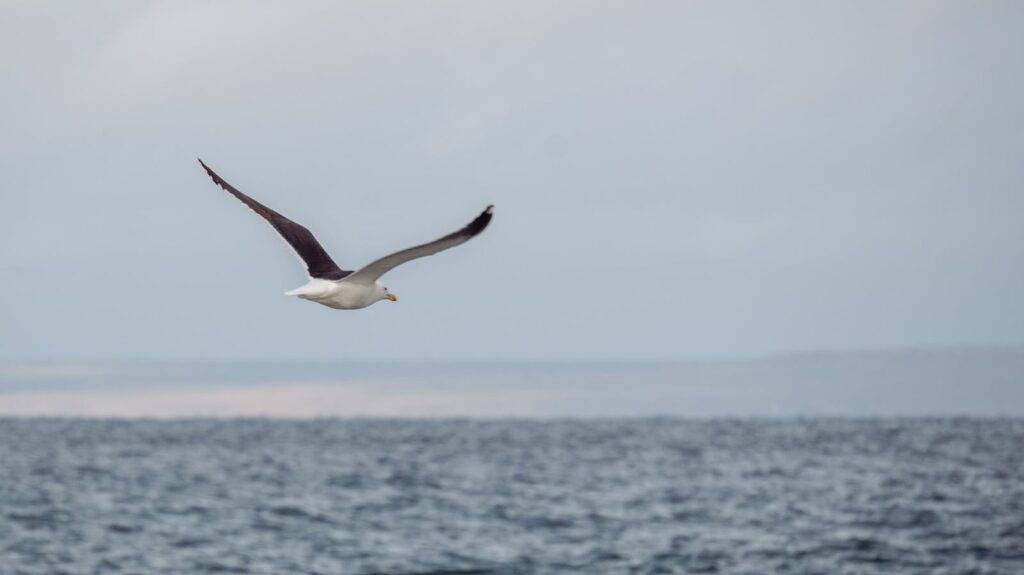 A Pacific Gull soars over the ocean.