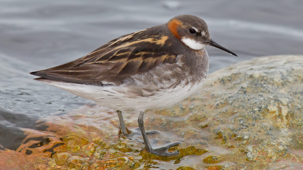 Red-necked Phalarope standing on submerged rock in clear water