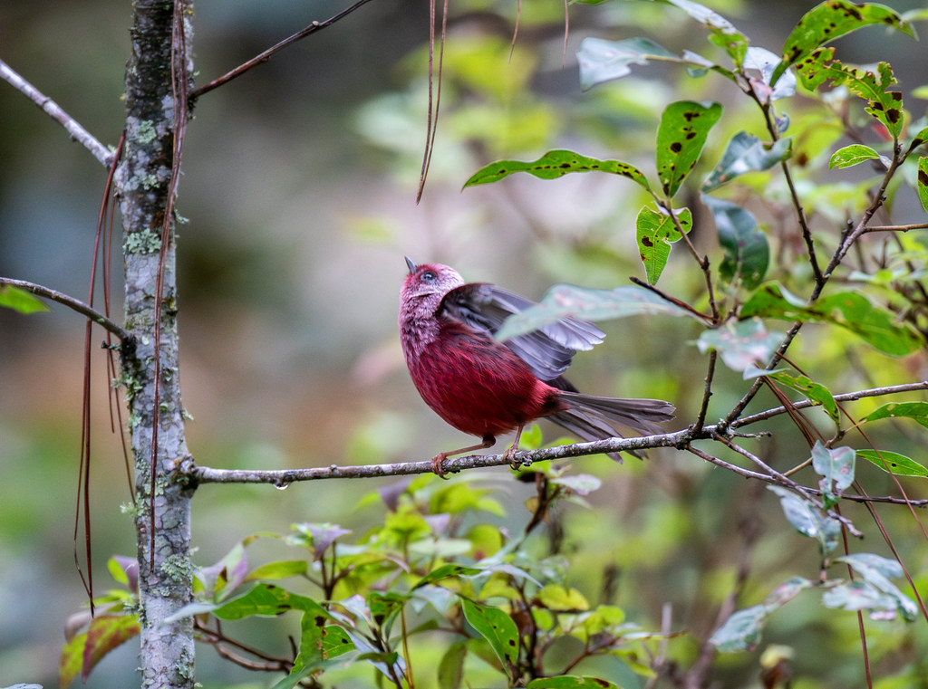 A Pink-headed Warbler stretches its wing on a branch amidst green foliage.