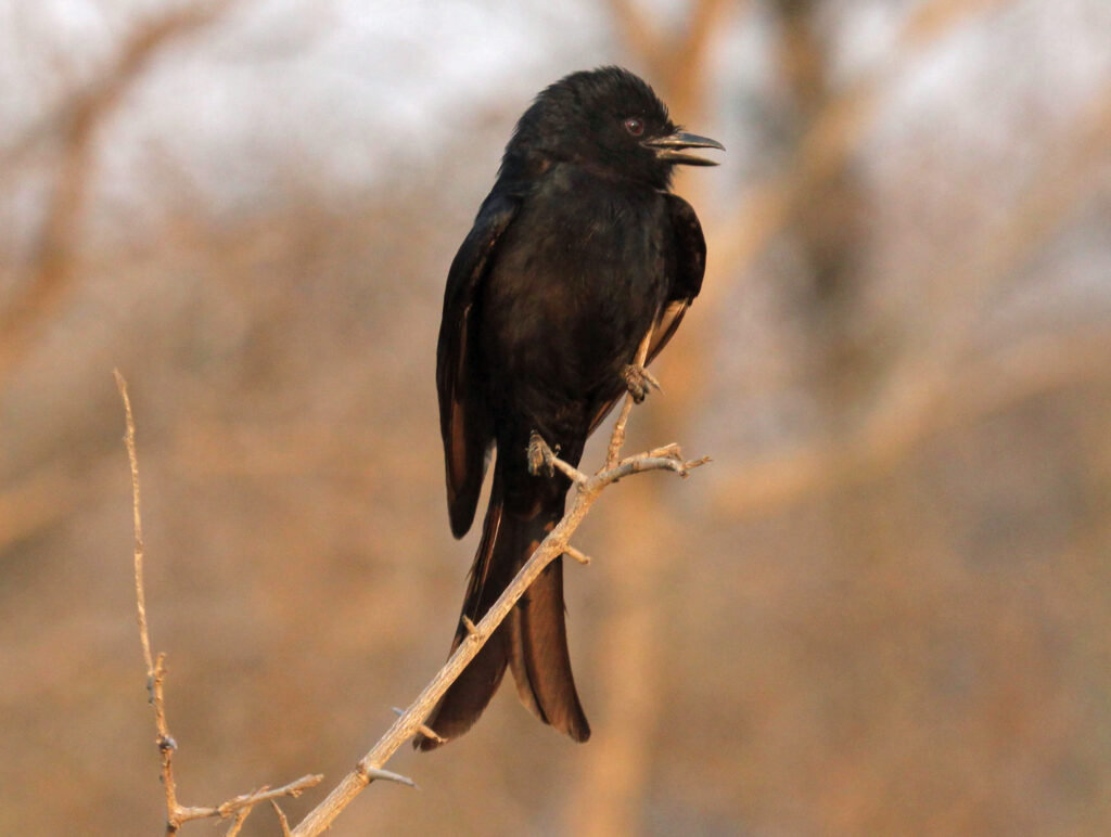 A Black Drongo perches on a branch, its dark plumage contrasting with the blurred background.