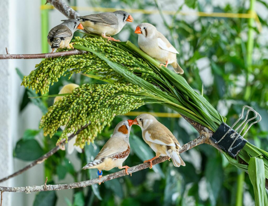 A lively group of zebra finches perches on a branch with fresh millet.