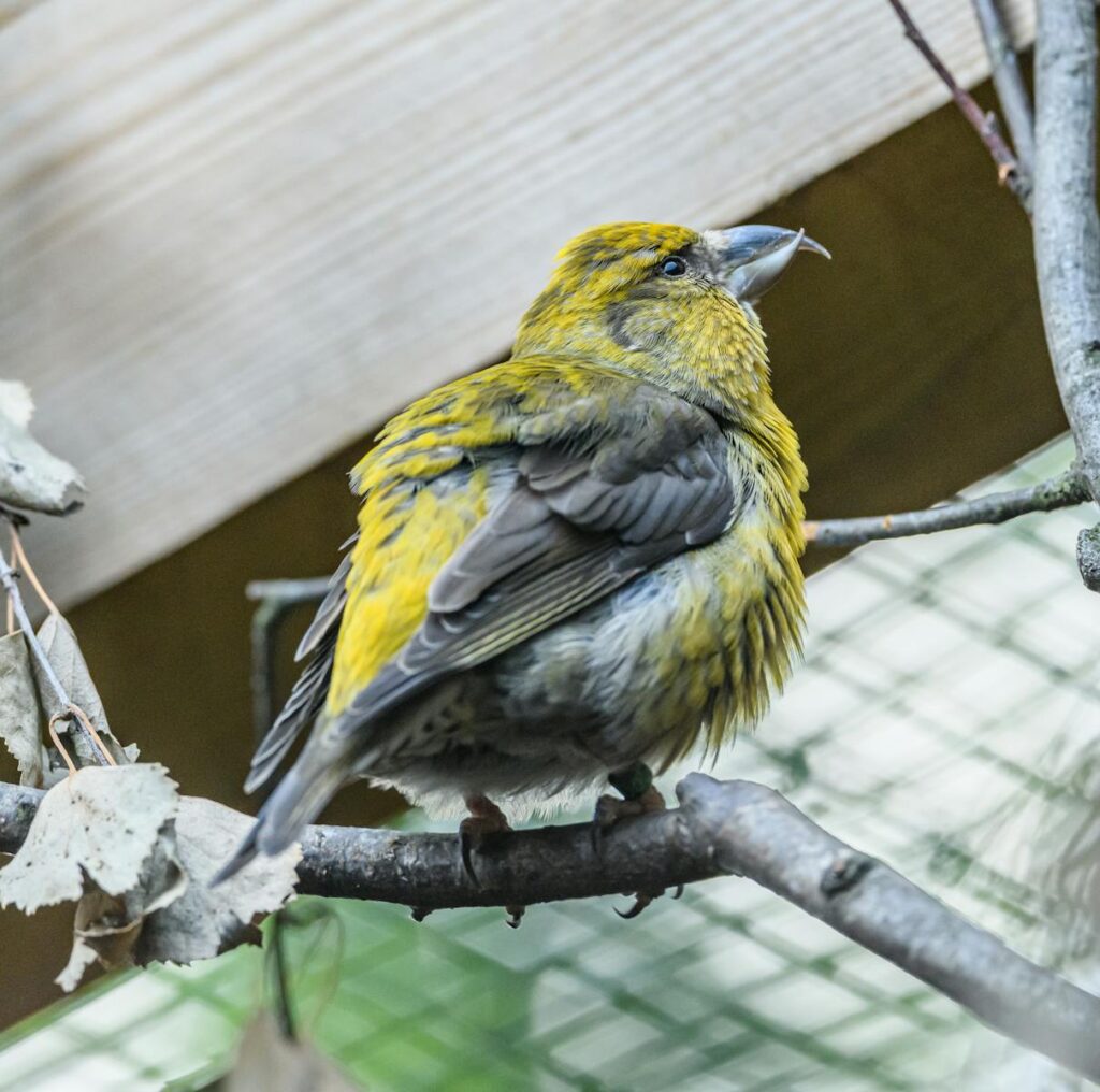 Detailed view of a red crossbill showcasing its vivid plumage and distinctive beak while perched.
