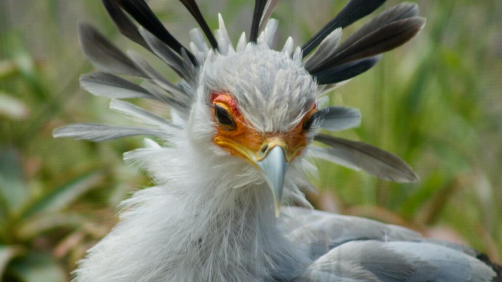 Portrait of a secretary bird’s head, capturing its intense expression