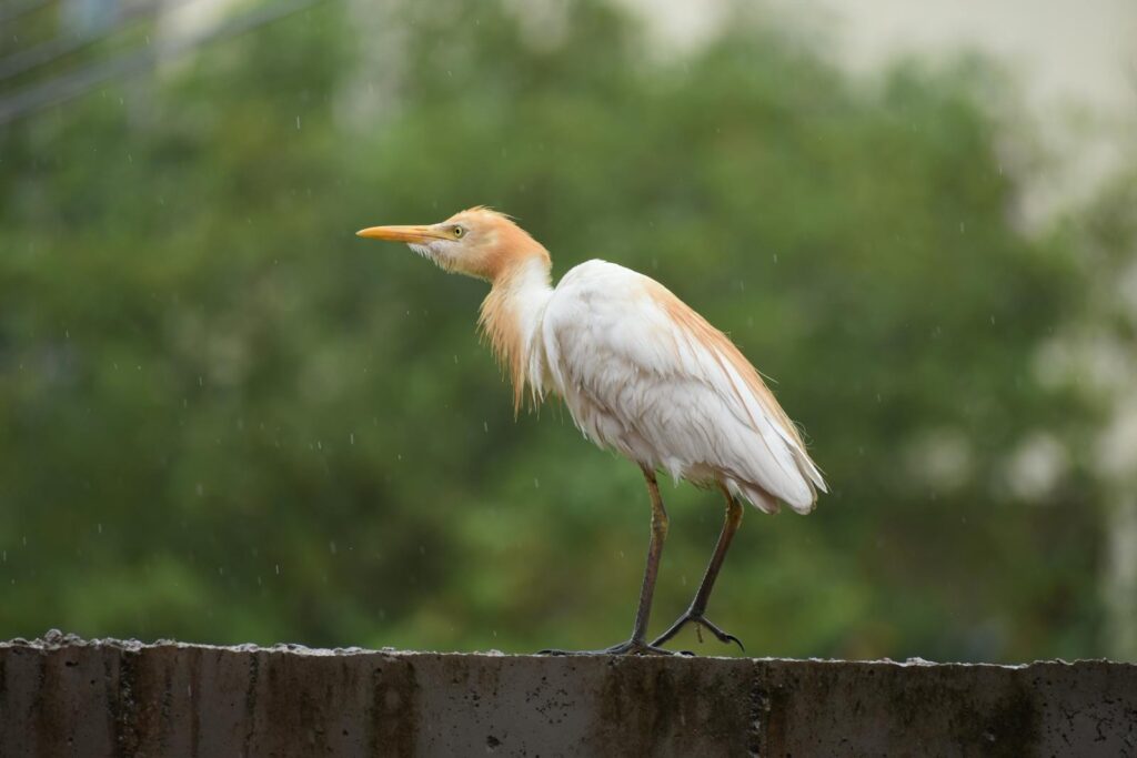 A Cattle egret standing on a wall, captured outdoors on a rainy day.