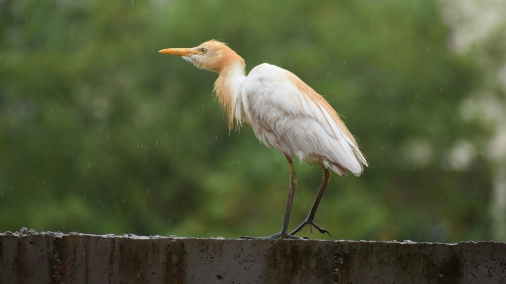 A Cattle egret standing on a wall, captured outdoors on a rainy day.