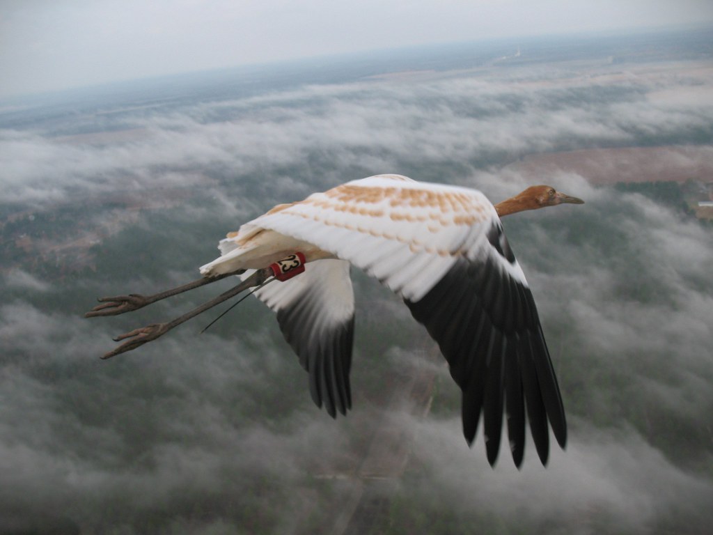 A Siberian crane flies against a cloudy sky.