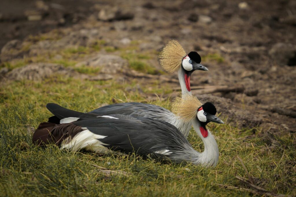 Elegant grey crowned cranes resting on grass in Manyara, Tanzania.