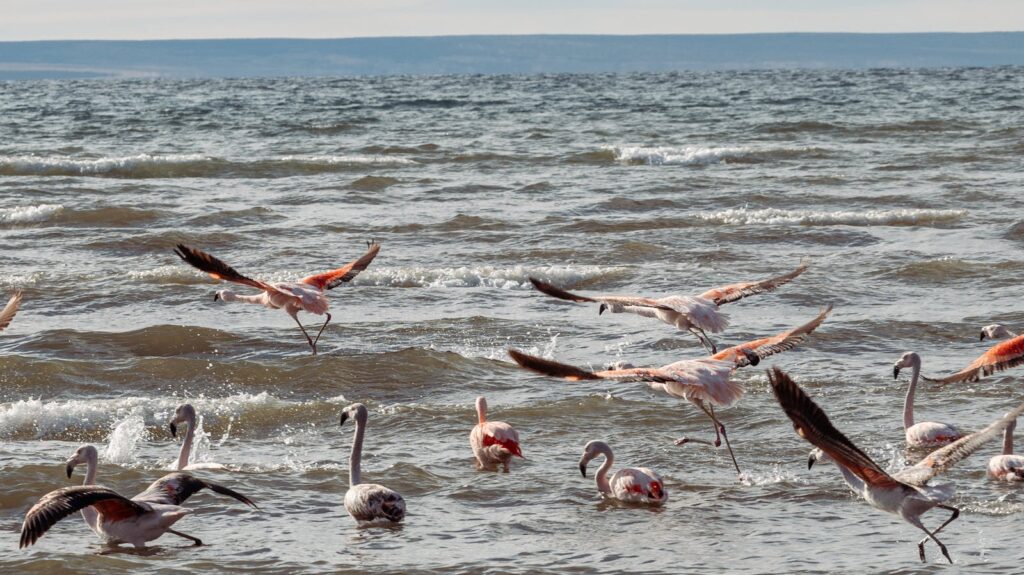 Several flamingos wade and fly in water.
