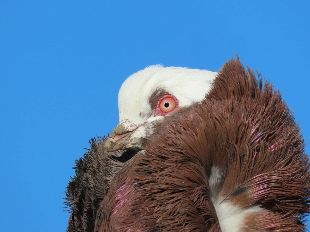 Detailed close-up of a pigeon with fluffed brown feathers under a clear blue sky, showcasing wildlife beauty.