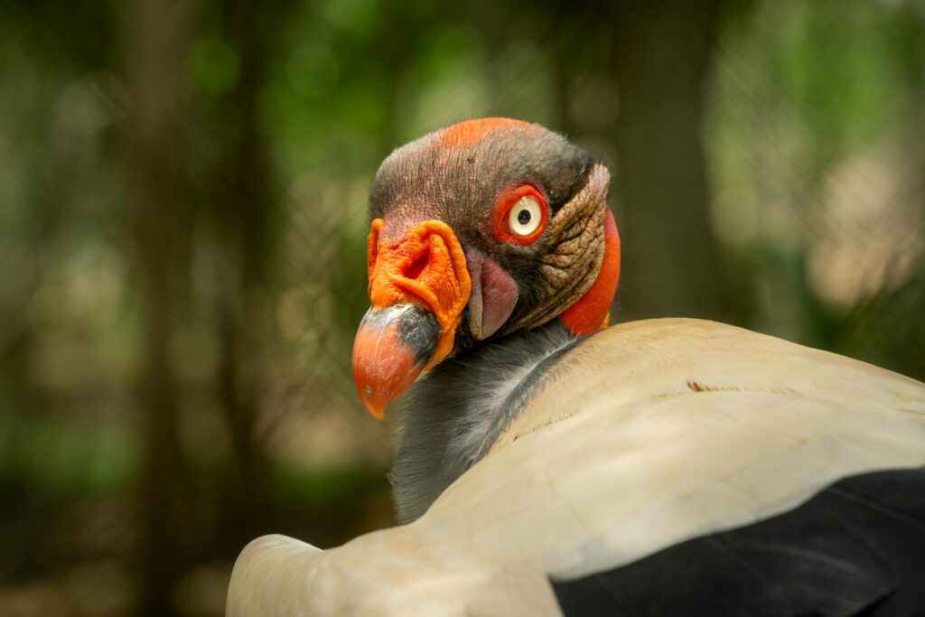A King Vulture is perched, displaying its vibrant head.