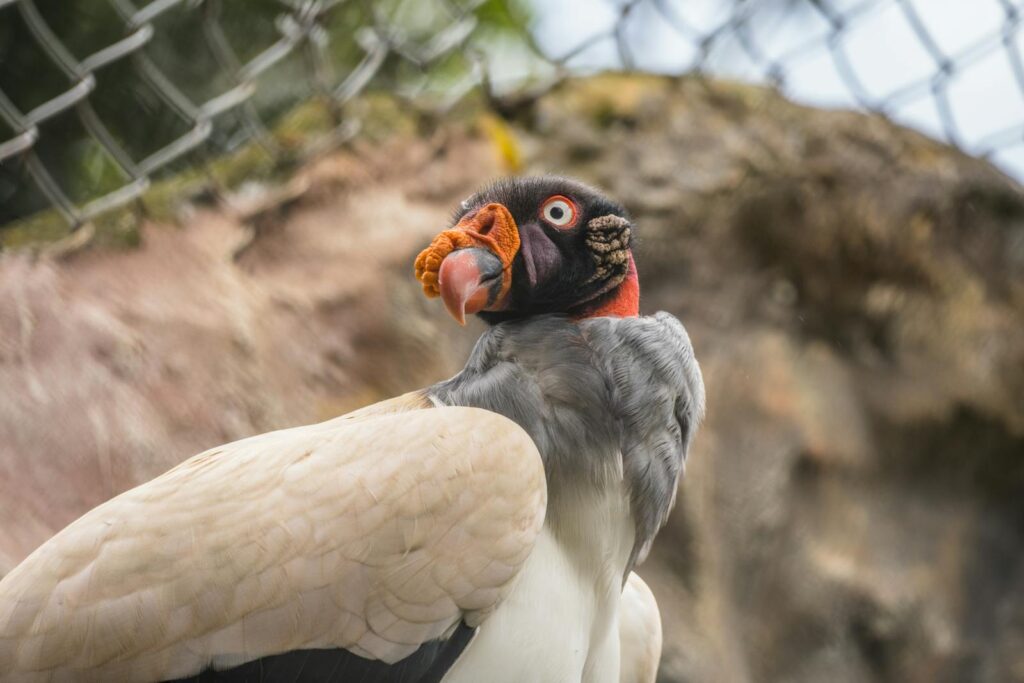 Close-up of a vibrant King Vulture in a natural setting.