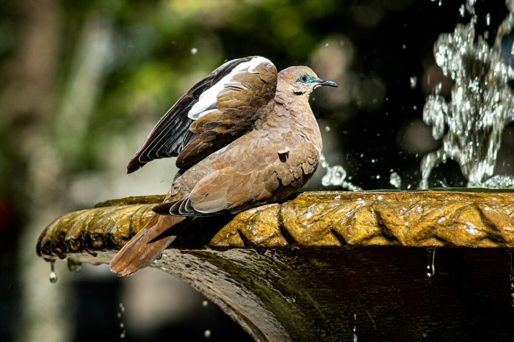Mourning dove with wings spread perched on a fountain.